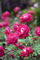 Image showing Rose Garden