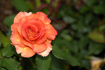 Image showing Solitary Rose