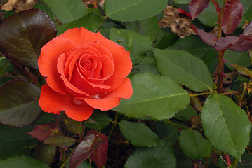 Image showing Solitary Rose