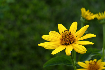 Image showing Sunflower