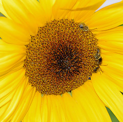 Image showing Sunflower