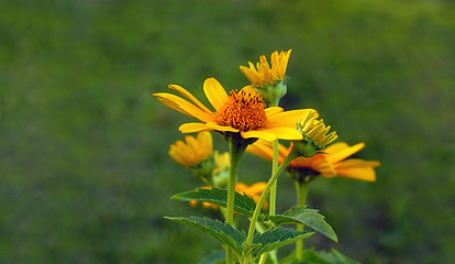 Image showing Sunflower