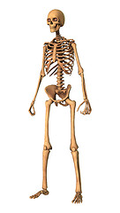 Image showing 3D Rendering Human Skeleton on White