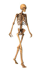 Image showing 3D Rendering Human Skeleton on White