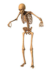Image showing 3D Rendering Human Skeleton on White