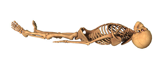 Image showing 3D Rendering Human Skeleton on White