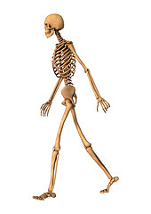 Image showing 3D Rendering Human Skeleton on White