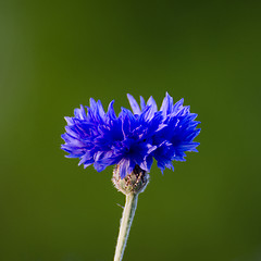 Image showing Cornflower closeup