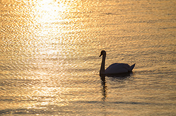 Image showing Swan in calm water by sunset