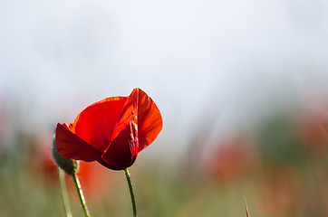 Image showing Single poppy flower