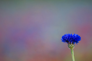 Image showing Single blue cornflower