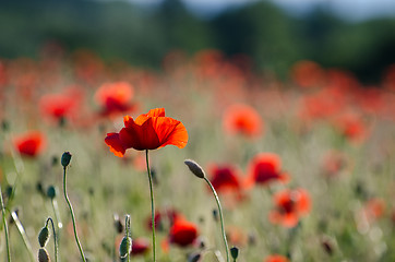 Image showing One poppy in focus