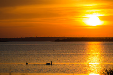 Image showing Sunset with swan silhouettes