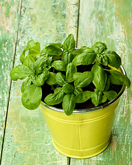 Image showing Fresh Green Basil