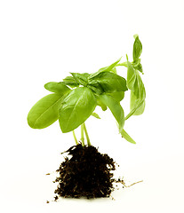 Image showing Basil with Roots