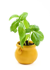 Image showing Fresh Green Basil