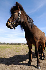 Image showing Pony in profile