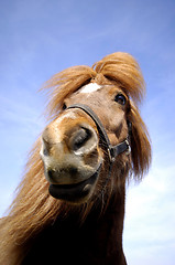 Image showing Horse face and blue sky.