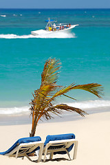 Image showing Sun lounger and palm on beach