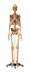 Image showing 3D Rendering Human Skeleton on White