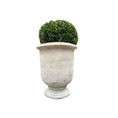 Image showing Potted plant