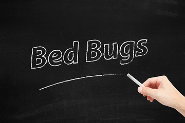 Image showing Bed Bugs