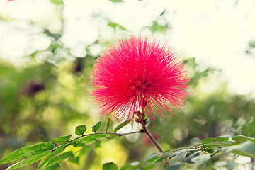 Image showing beautiful exotic flower