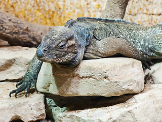 Image showing Iguana 