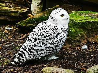 Image showing Snowy Owl