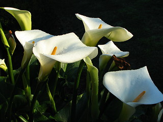 Image showing lily