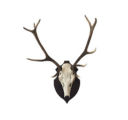 Image showing Antlers