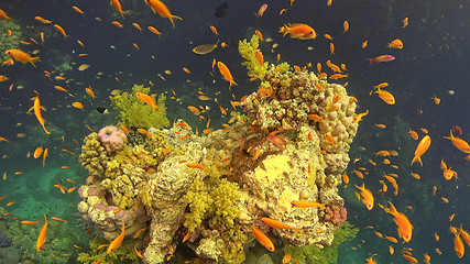 Image showing Tropical Fish on Vibrant Coral Reef