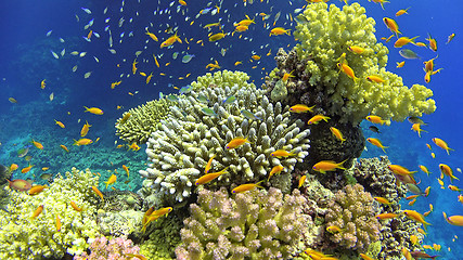 Image showing Tropical Fish on Vibrant Coral Reef