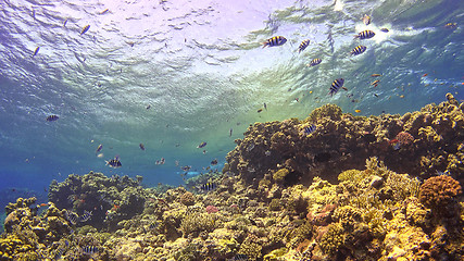 Image showing Tropical Fish on Vibrant Coral Reef