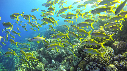 Image showing Tropical Fish on Vibrant Coral Reef