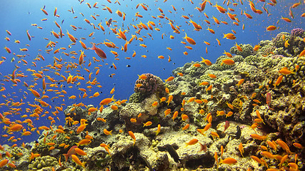 Image showing Tropical Fish on Vibrant Coral Reef