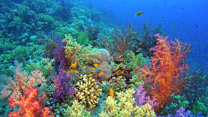 Image showing Tropical Fish on Vibrant Coral Reef