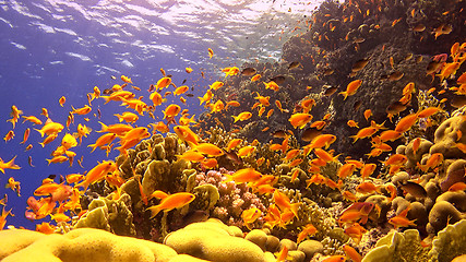 Image showing Tropical Fish on Vibrant Coral Reef