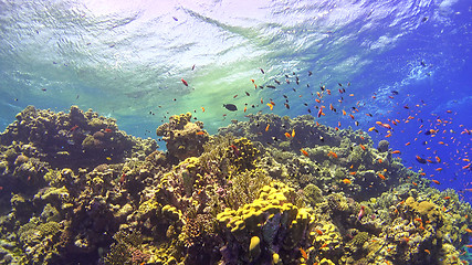 Image showing Tropical Fish on Vibrant Coral Reef