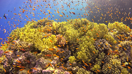 Image showing Tropical Fish on Vibrant Coral Reef