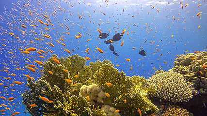 Image showing Tropical Fish on Vibrant Coral Reef