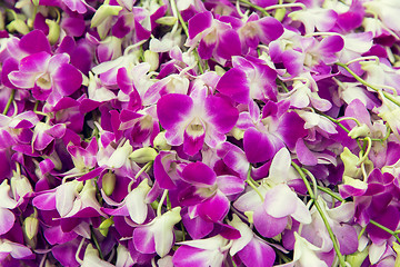 Image showing beautiful orchid flowers