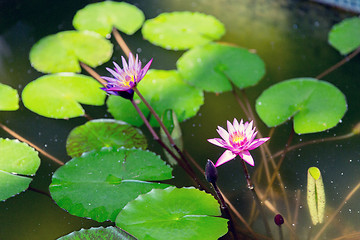 Image showing water lilies in summer pond