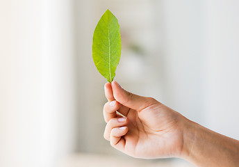 Image showing close up of woman hand holding green leaf