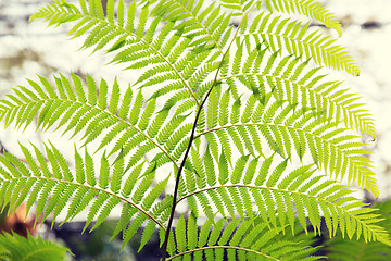 Image showing green fern frond