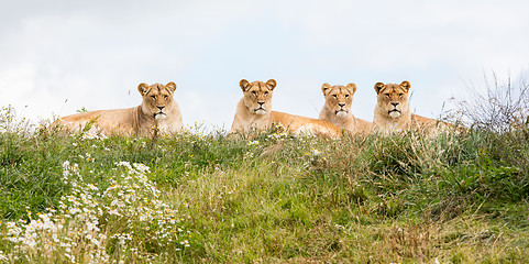 Image showing Four female lions