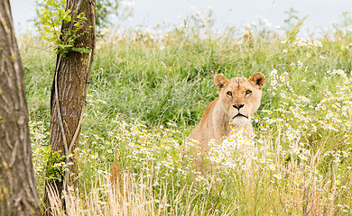 Image showing Single female lion