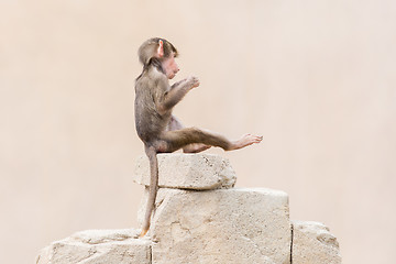 Image showing Baby baboon learning to eat through play