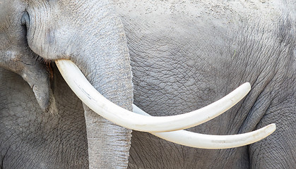 Image showing Asian elephant (Elephas maximus) tusks close-up