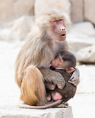 Image showing Baboon mother and her little one